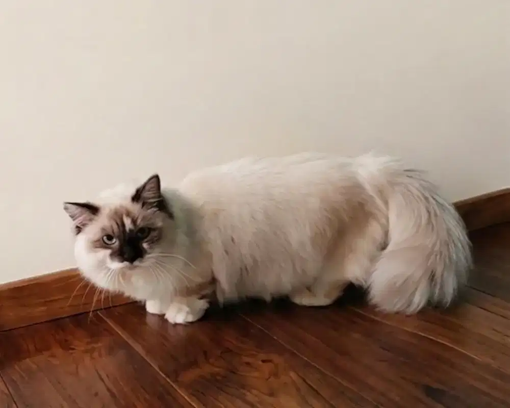 Munchkin Ragdoll Seal Point Jantan
