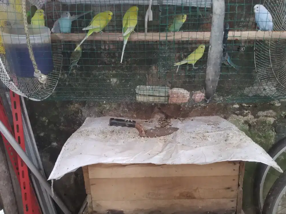 Burung Parkit lokal
