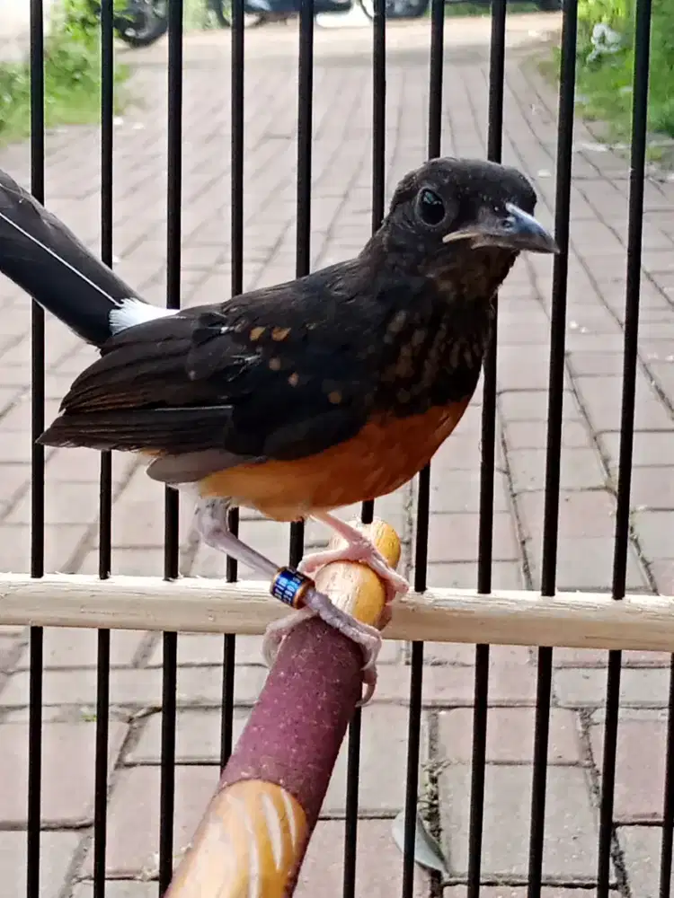 Burung murai batu trotol