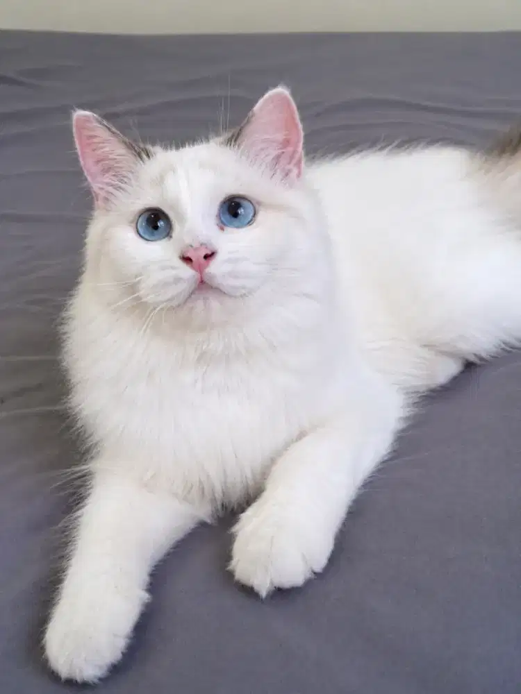 Ragdoll female real
