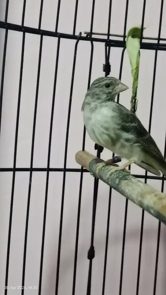 Burung sanger rajin bunyi