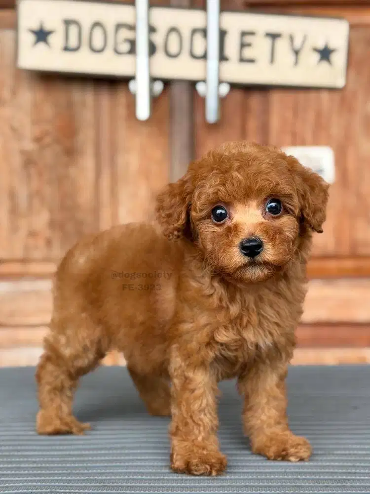 Poodle Puppy Super Imut Fluffy