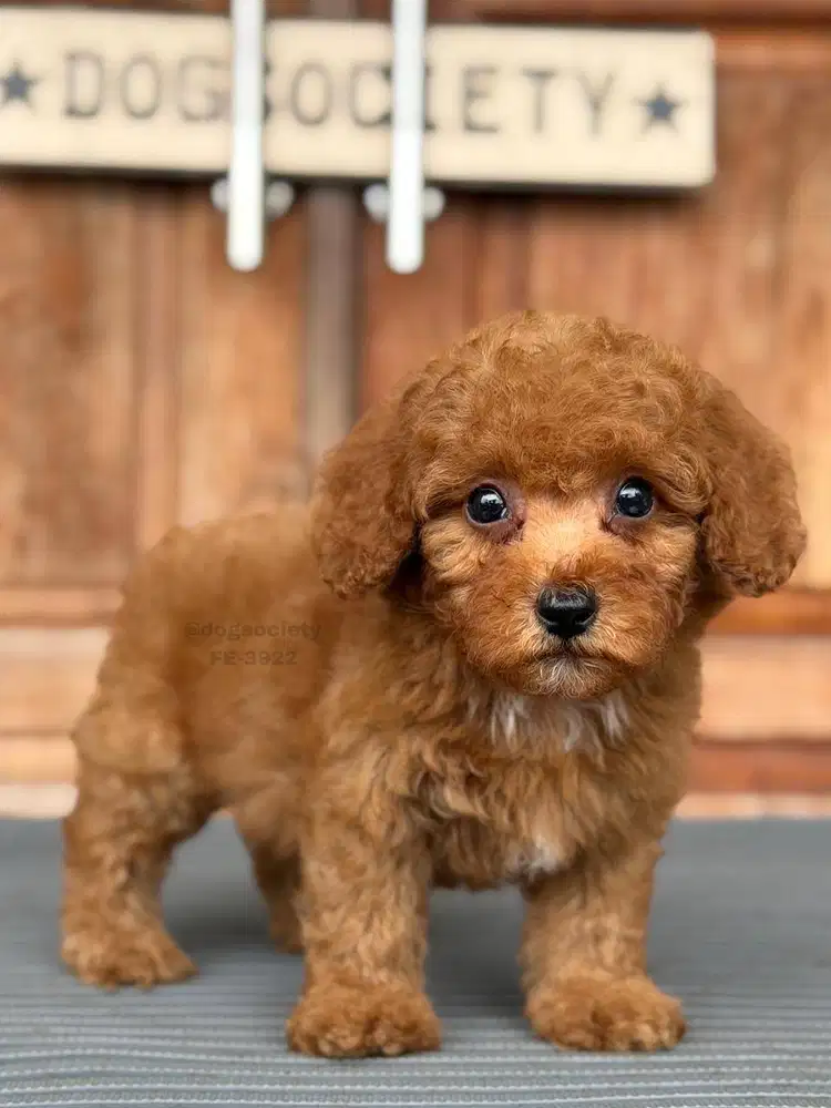 Poodle Mini Lucu dan Ceria