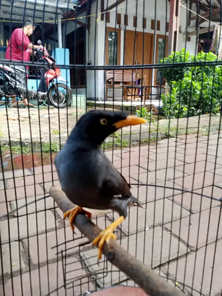 Jalak kebo dan kandang y