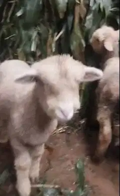 sepasang cempe anakan domba merino 4 bulanan exotik unik lucu rawatan
