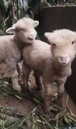 sepasang cempe anakan domba merino 4 bulanan exotik unik lucu rawatan
