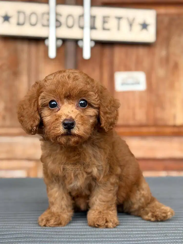 Puppy Poodle Manis dan Pintar