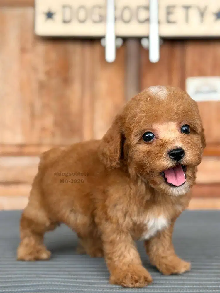 Poodle Imut Bulu Keriting Gemas