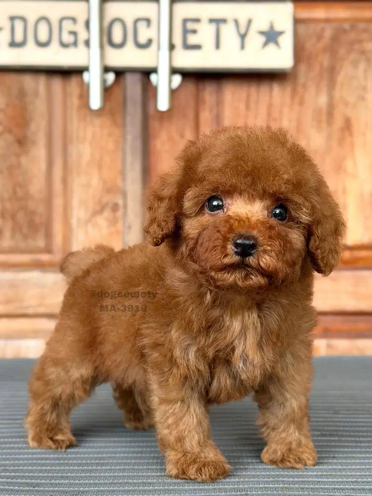 Poodle Mini Sehat dan Aktif