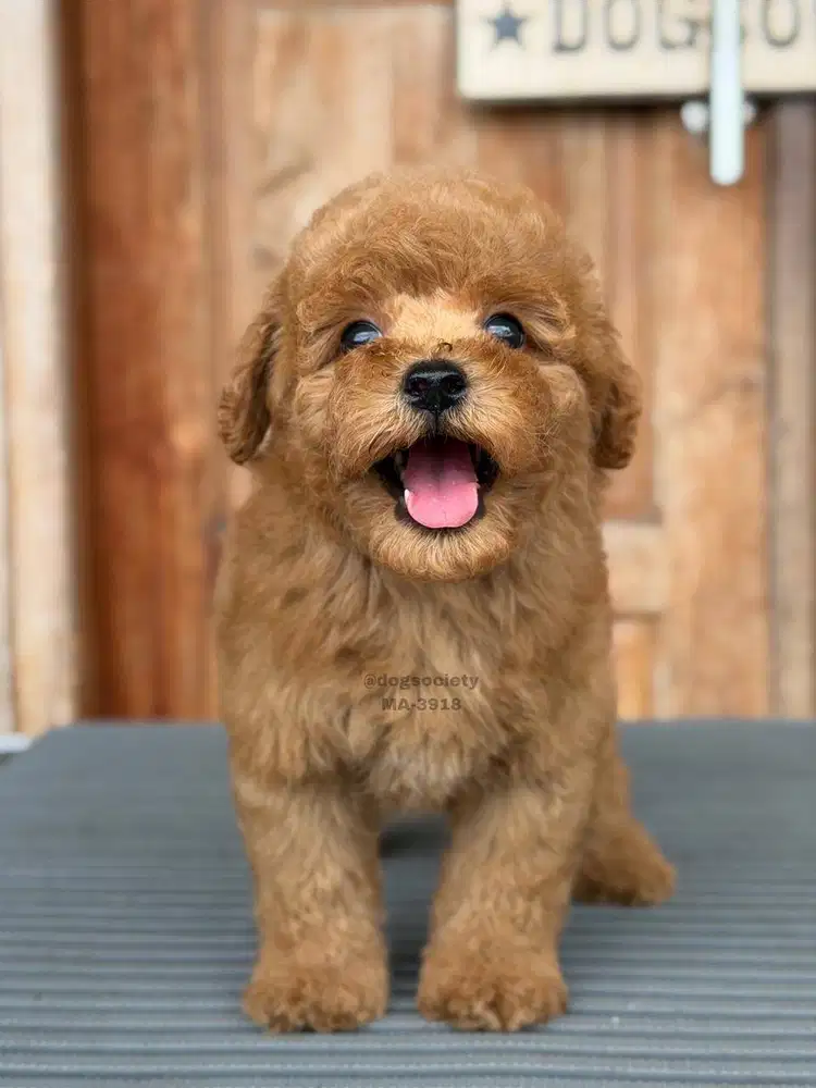 Poodle Lucu Cocok Keluarga