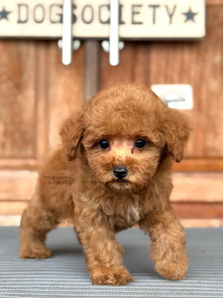Puppy Poodle Menggemaskan Banget