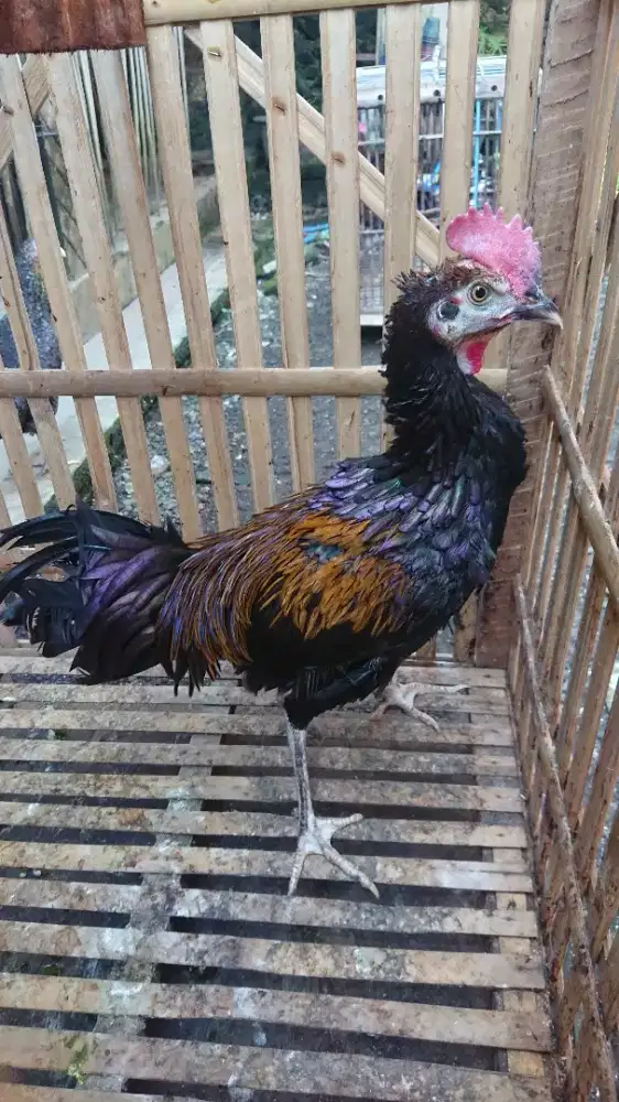 Ayam Bekisar Muda