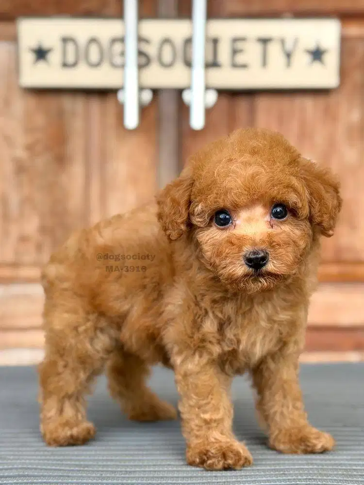 Poodle Mini Pintar dan Penurut