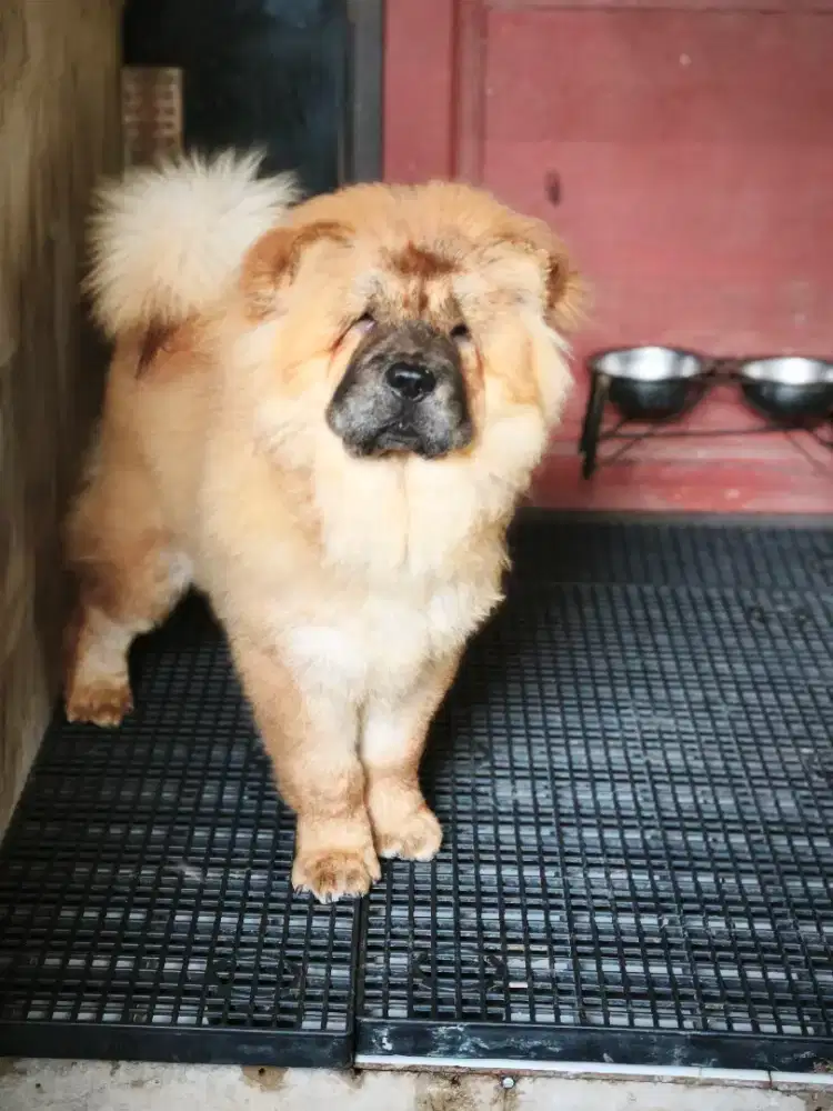 Chow-chow betina 5 bulan