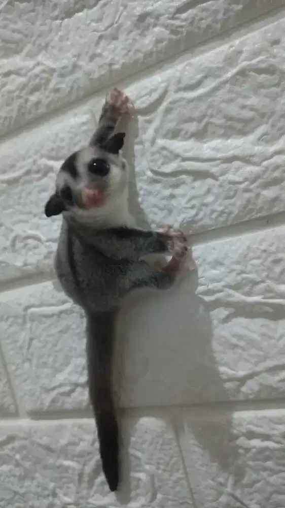 Joey sugar glider