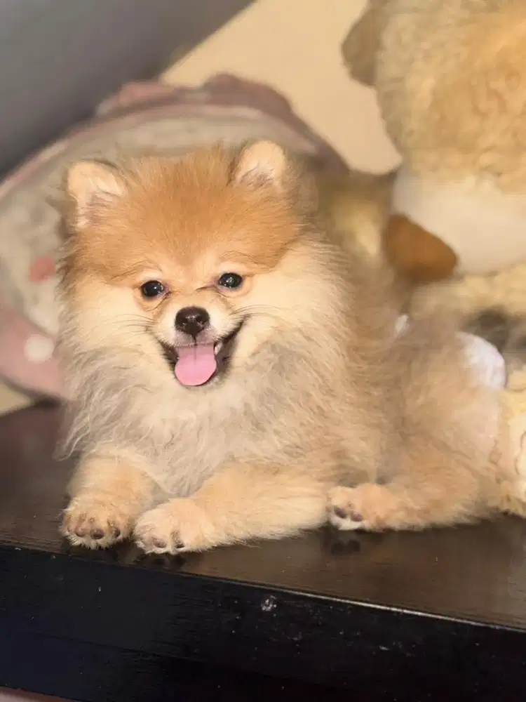 Lepas adopt Pomerian