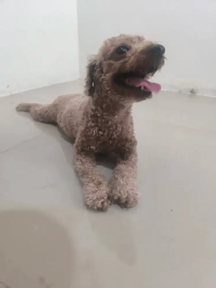 Red toy poodle Jantan Stanbum + full vaksin