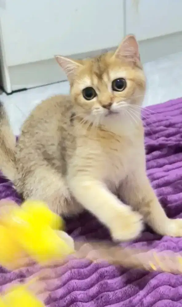 British Short Hair Golden