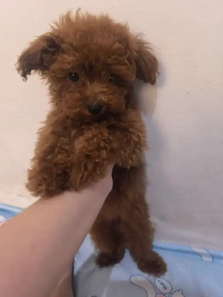 Paket red toy poodle jantan dan betina