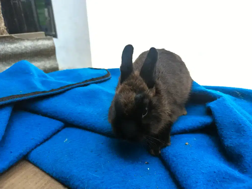 Kelinci Netherland dwarf (ND) Dewasa