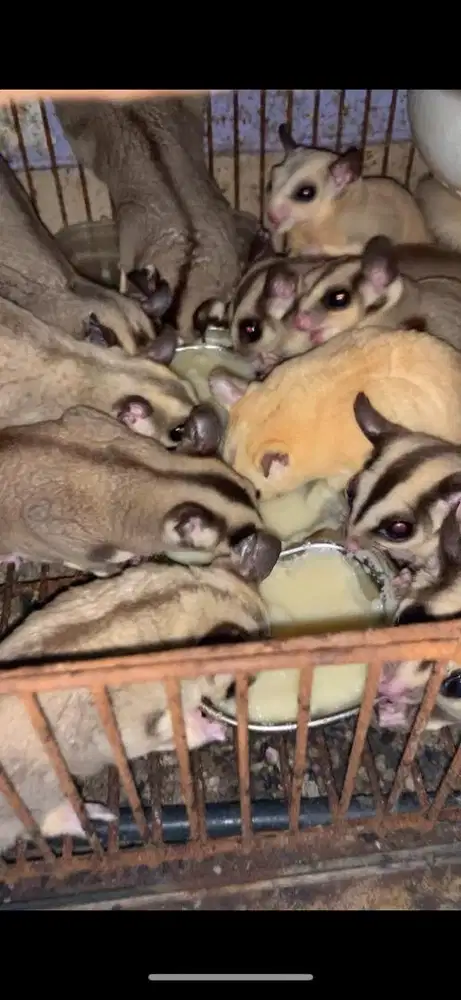 Hibahkan Sugar Glider