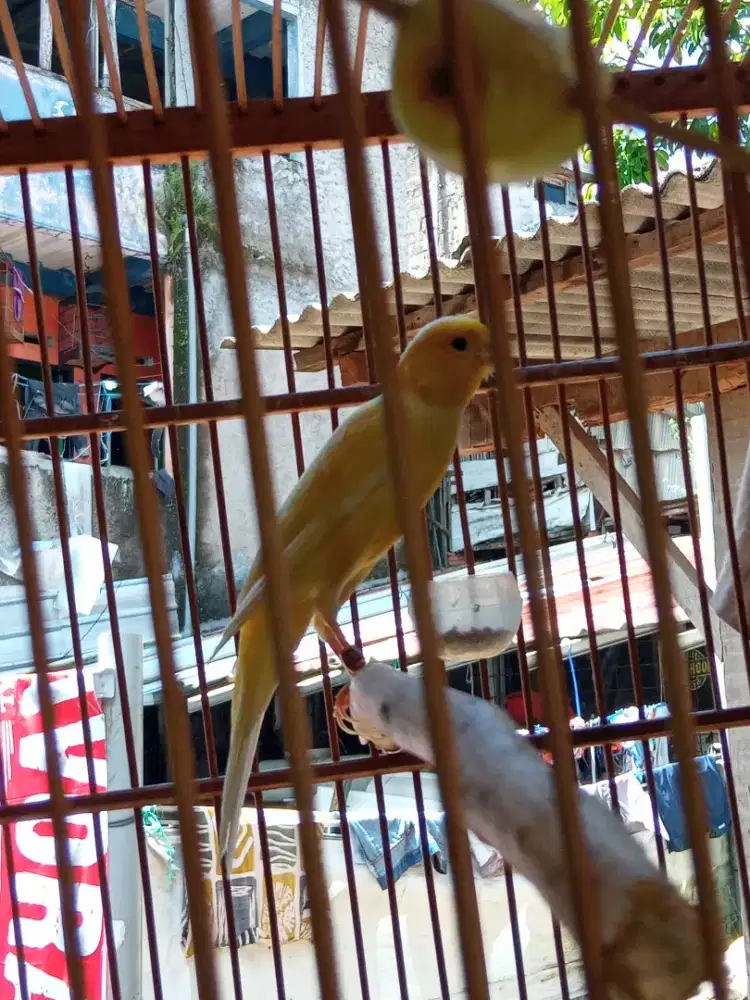 Burung kenari cerah