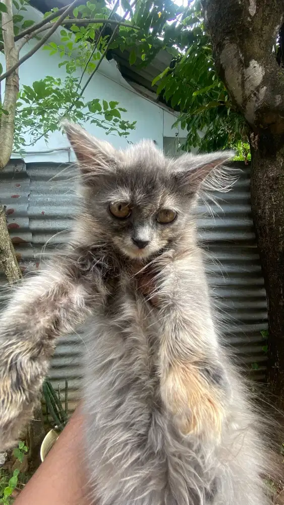 ANAK KUCING COWOK 3 BULAN