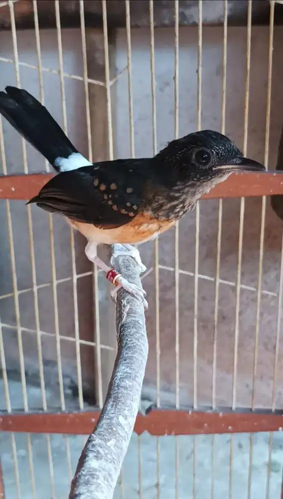 Burung Murai Batu Trah Ekor Panjang