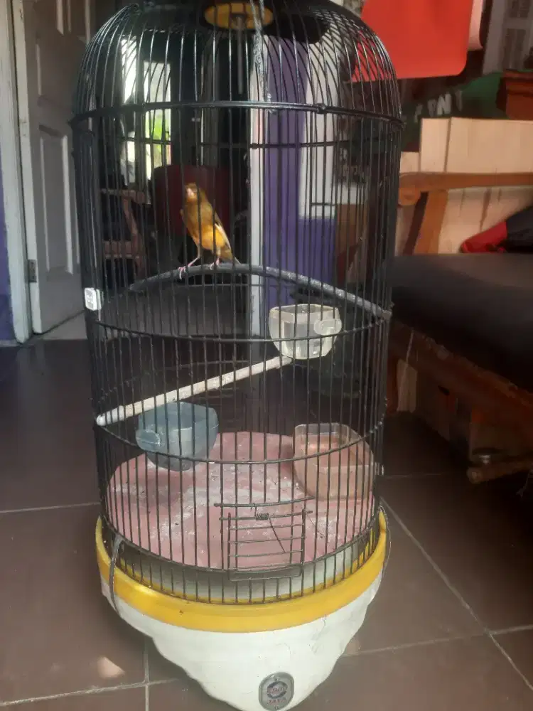 Burung kenari tipe F1..99,9% full gacor siap tempur..yg minat silahkan