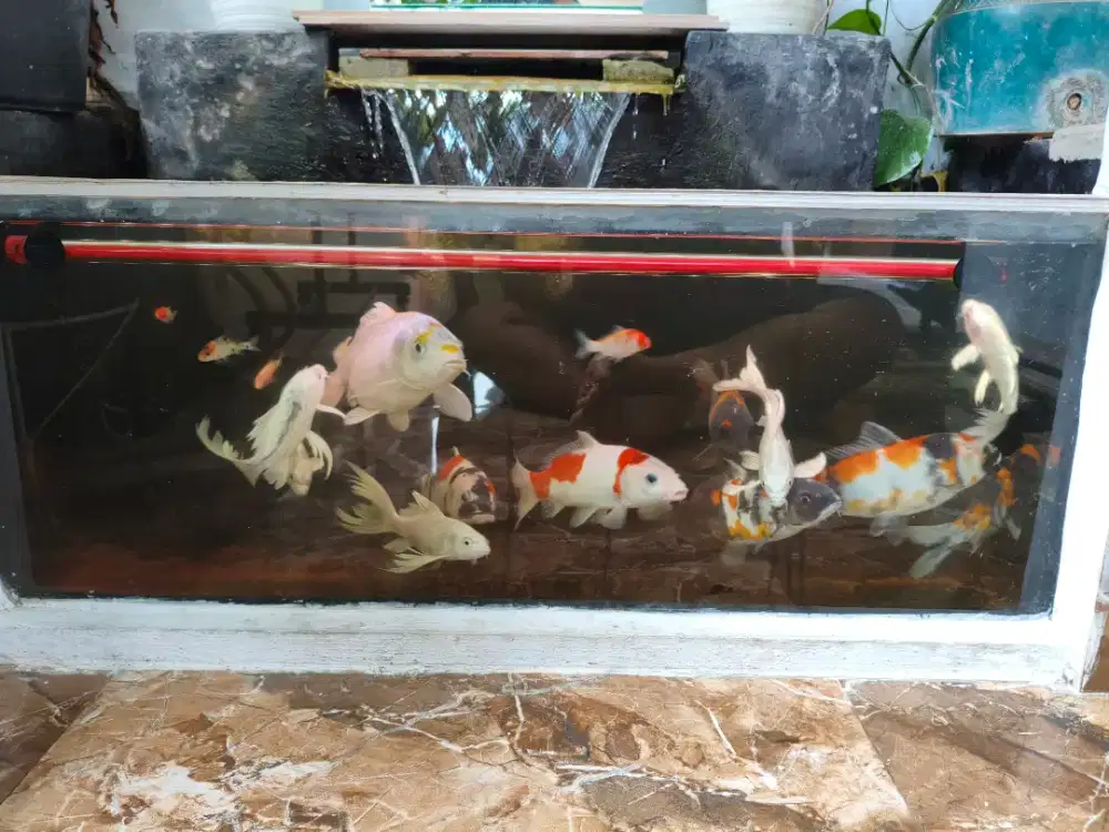 Ikan Koi Blitar Dan Kumpay
