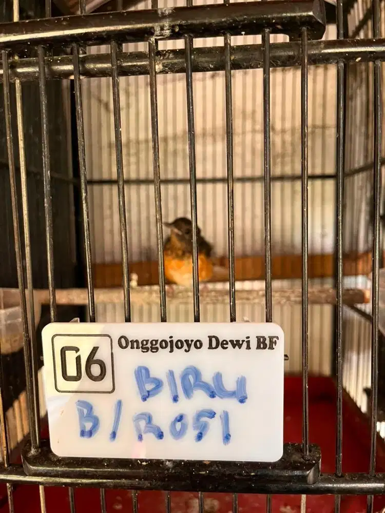 Burung Murai Batu Betina Trah Ekor Panjang
