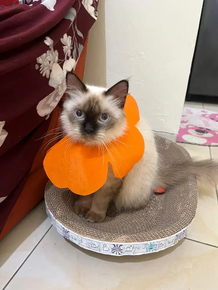 kucing himalaya