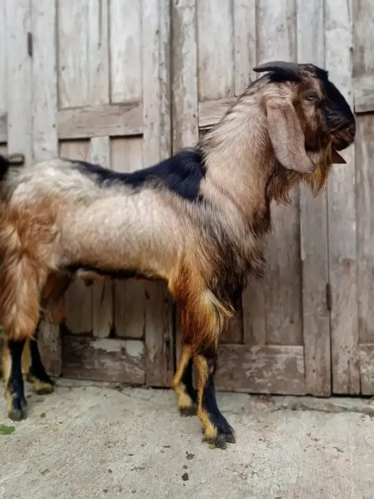 Kambing qurban jawa