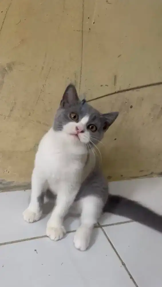 KUCING BRITISH SHORTHAIR