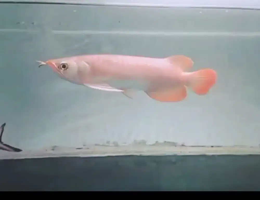 PROMO.. arwana super red sz -+17 &free patin hitam -+11cm