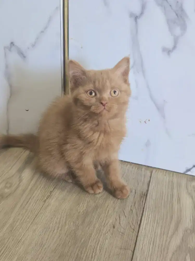 Munchkin Cinnamon lucu dan imuuuut