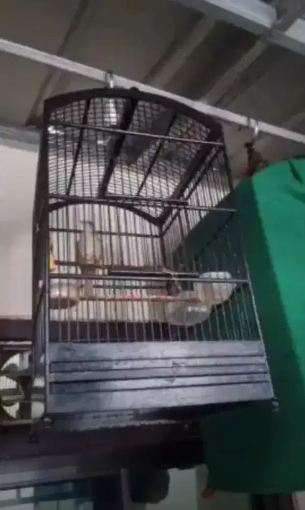 Kapas tembak rajin bunyi