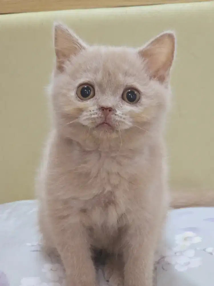 Munchkin lucu dan imuuuut