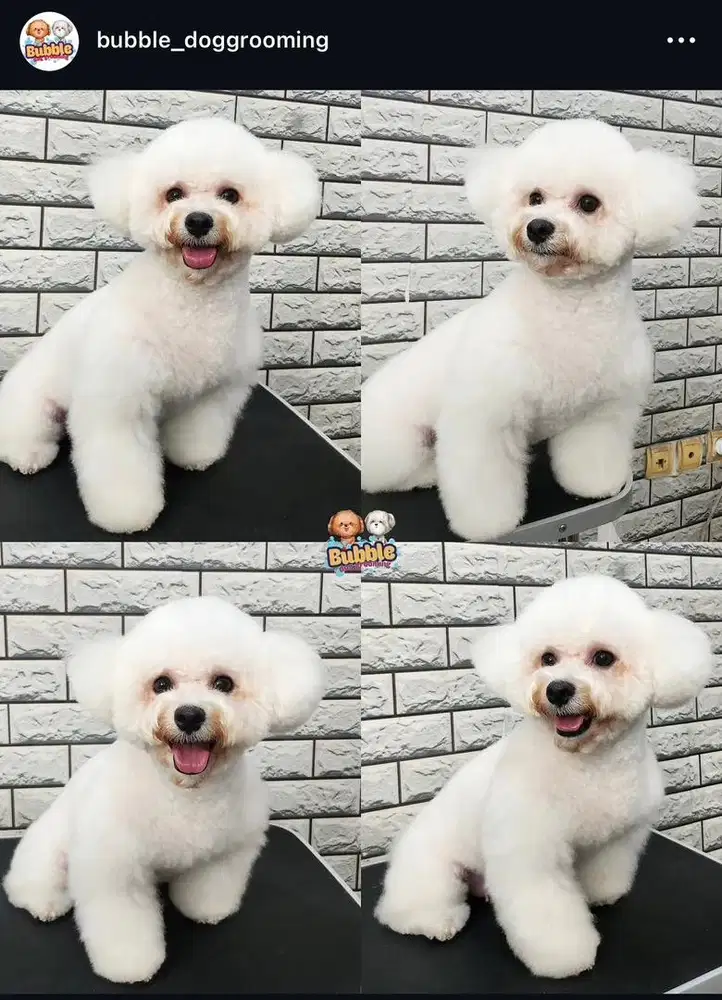 DIBUTUHKAN PET GROOMER (BISA STYLING)