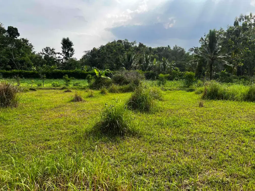 TANAH MURAH Pekarangan Subur di Ponjong Gunungkidul 55 ribu permeter