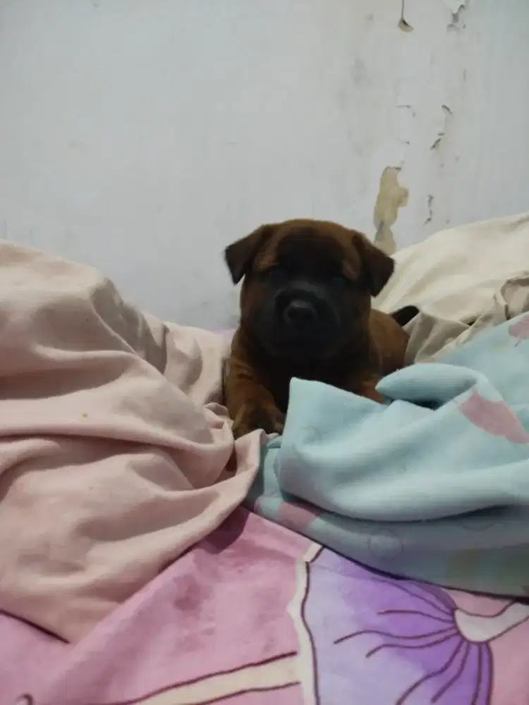 Anak Anjing usia 2 bulan.