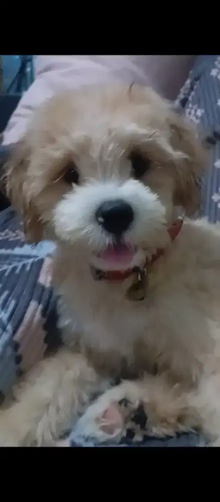 Mix shihtzu pomeranian poodle
