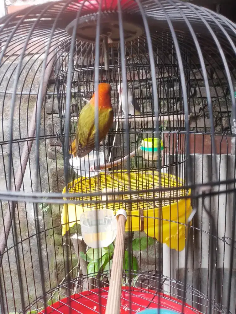 Burung biola fighter bonus ngekek