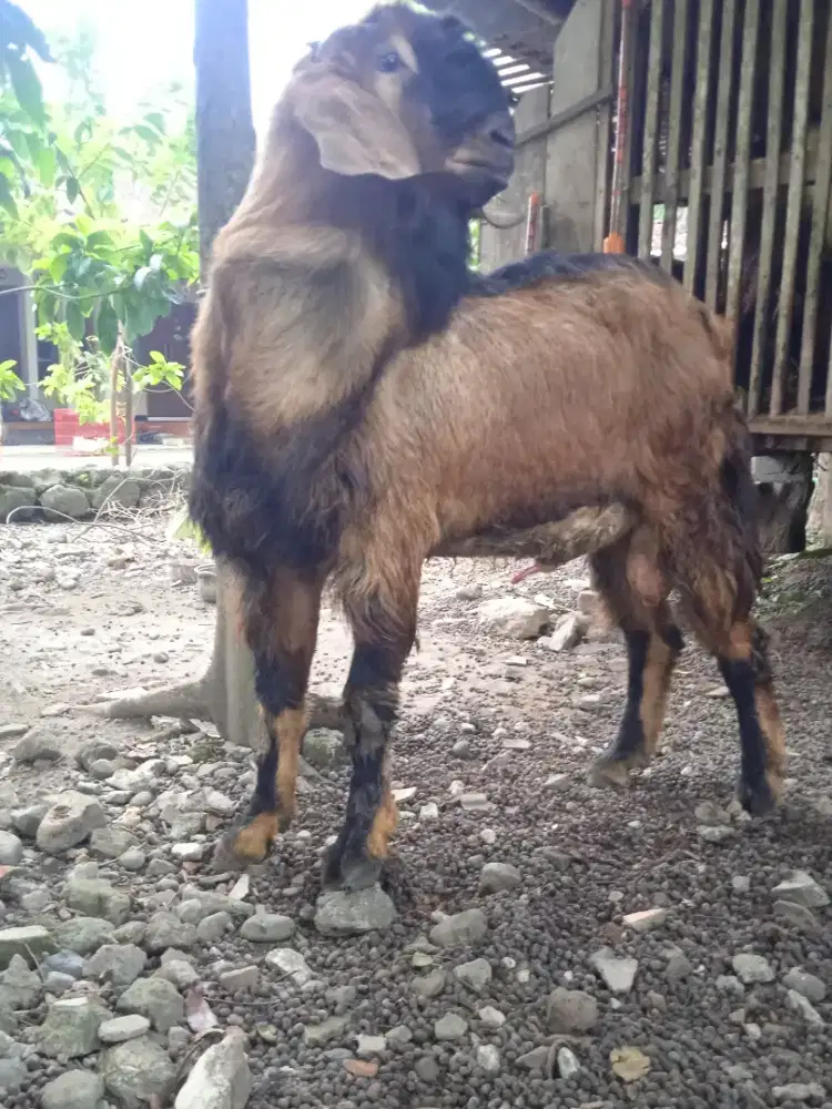 Kambing qurban coklat