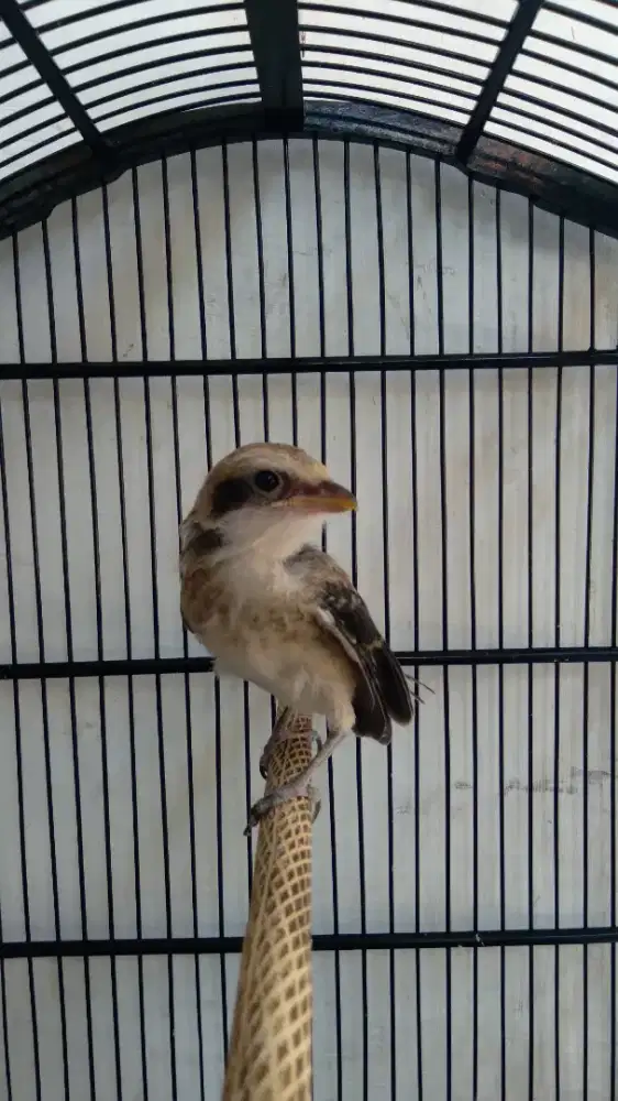 Burung Cendet / Pentet Trotol
