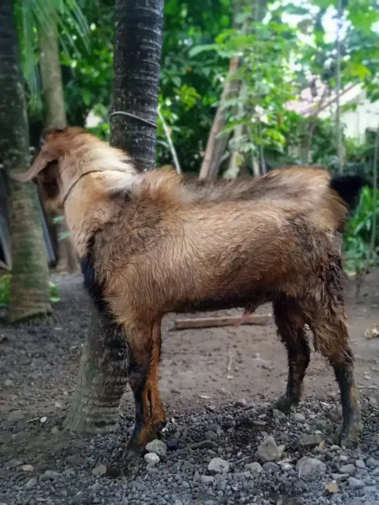Kambing qurban ekonomis