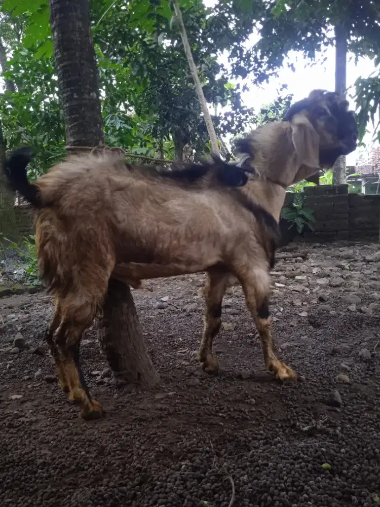 Kambing qurban gagah