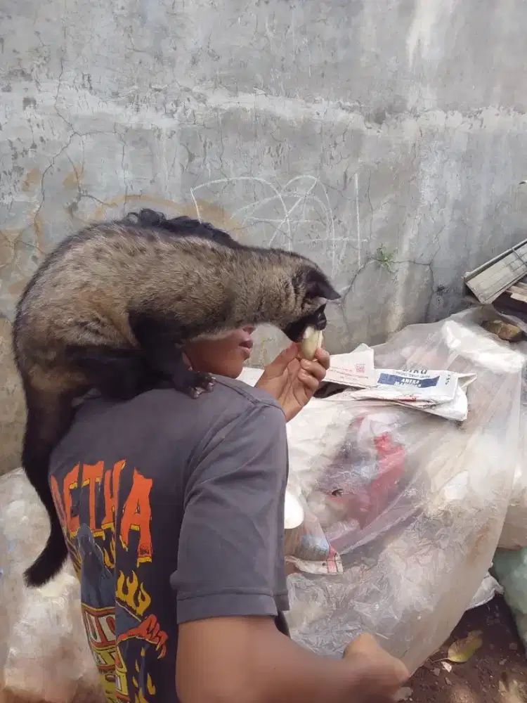 Jual Musang Pandan Jantan