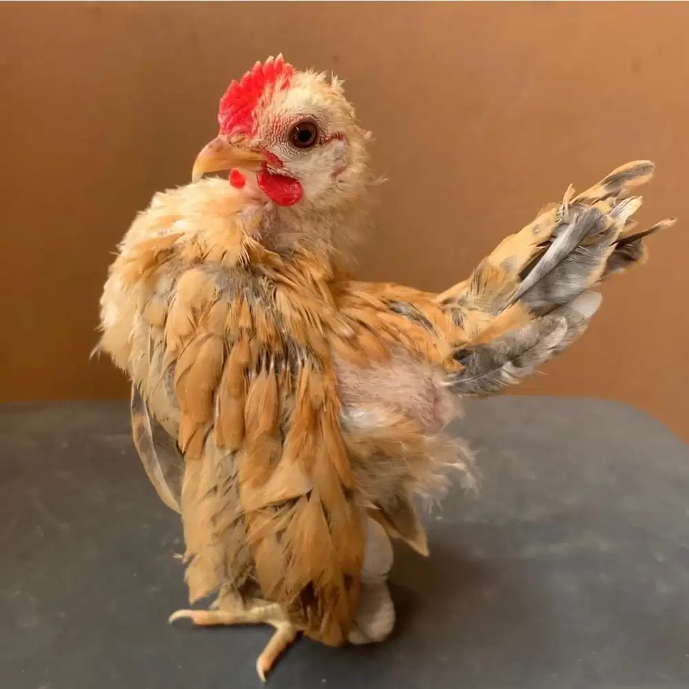 Anakan ayam serama trah selam