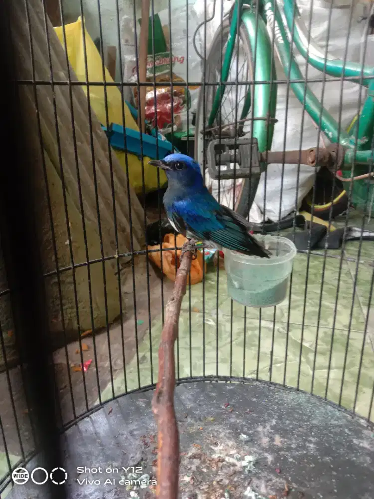 jual burung tledekan laut jantan bunyi udh makan pur total